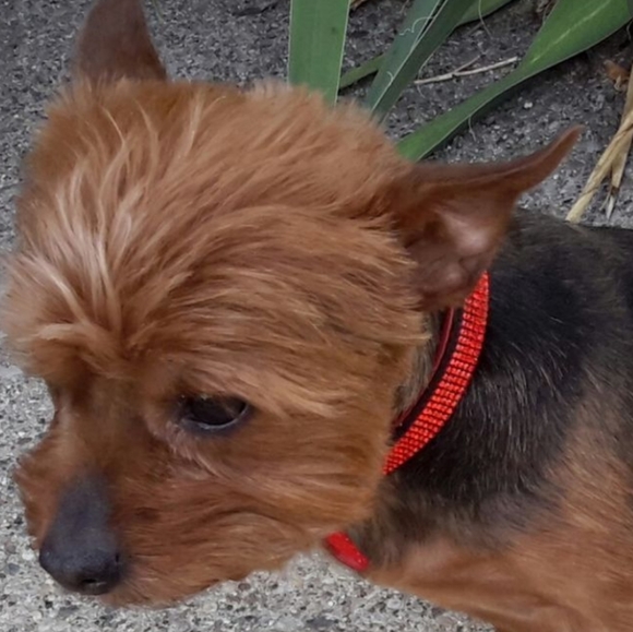 AKC Dog Collar Faux Red Crocodile w K-9 Rubies S - Picture 3 of 15